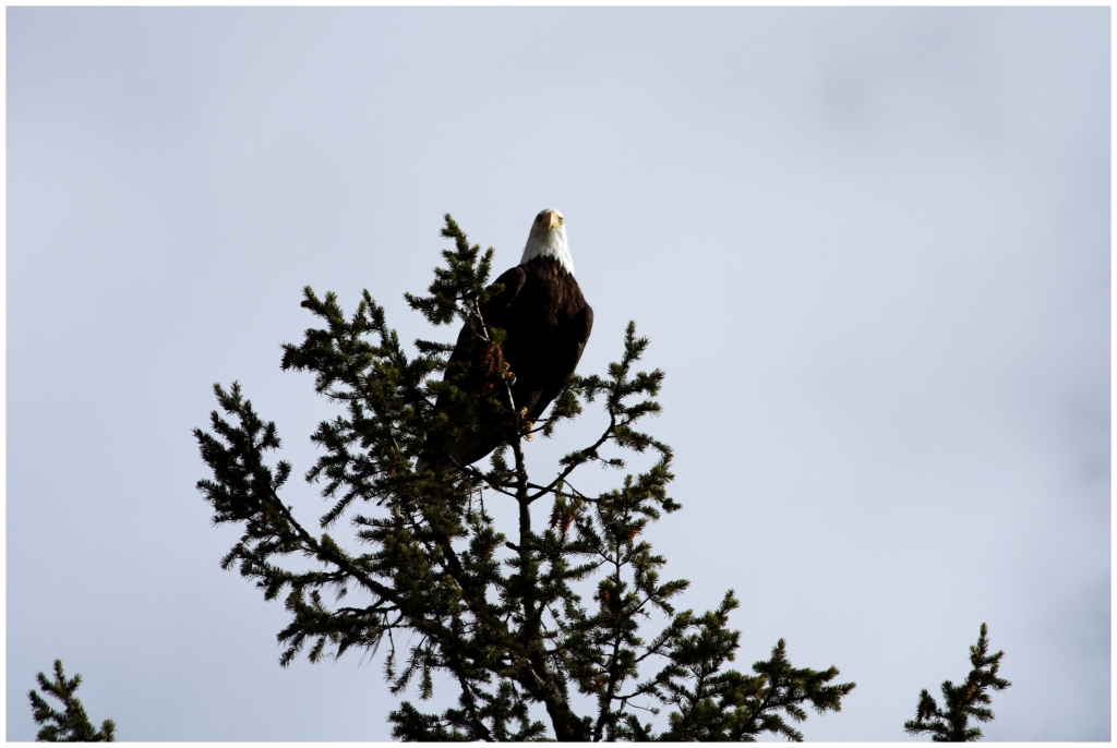 11 - Kelowna (2) - Aigle à tête blanche.jpg